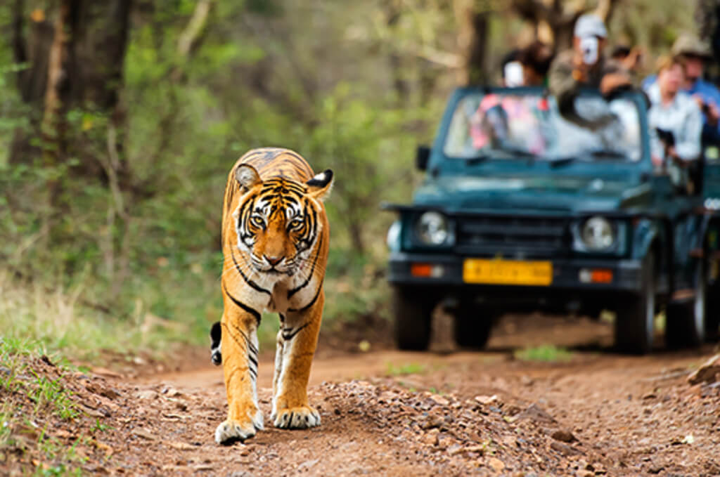 BEST SAFARI EXPERIENCE IN INDIA
