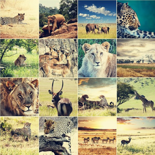 Wildlife Tourism