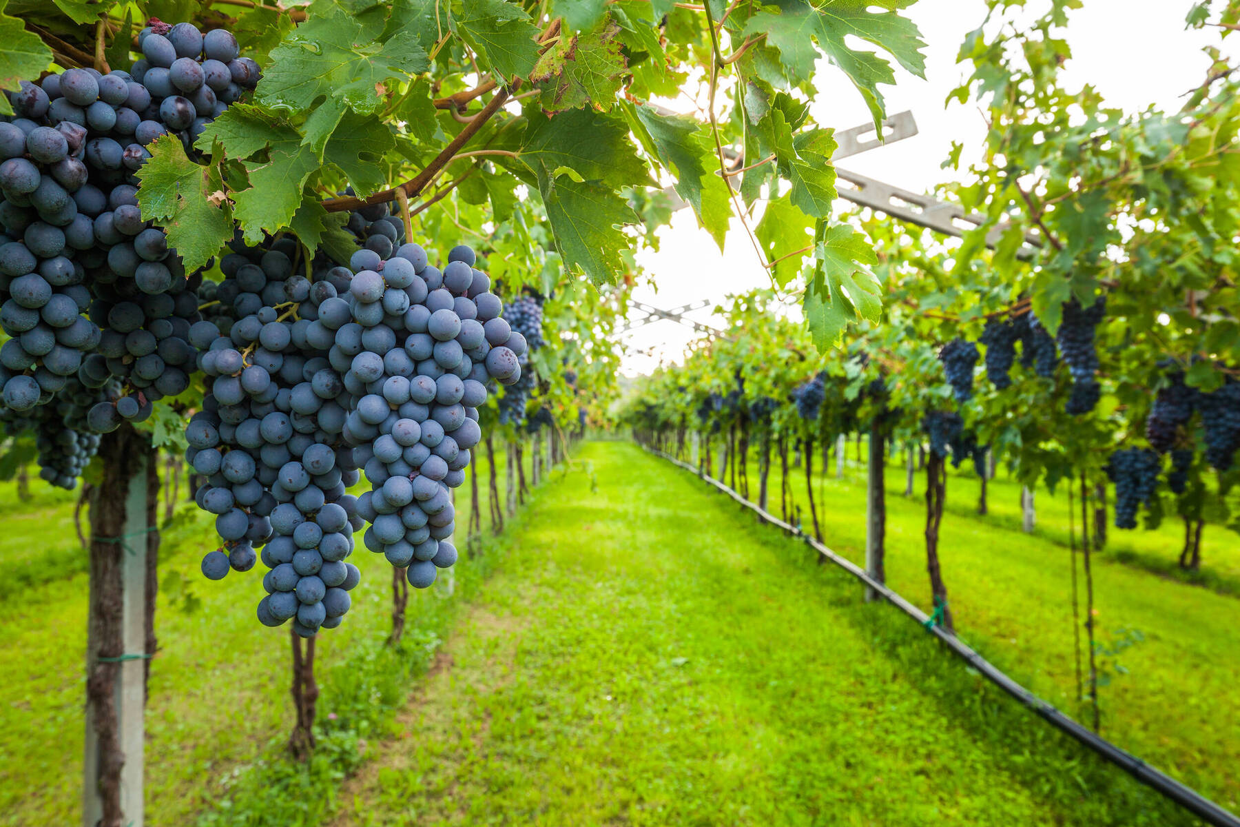Top 5 Places A Wine Enthusiast Must Visit.