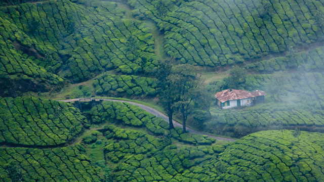 Amazing Things to do in Munnar