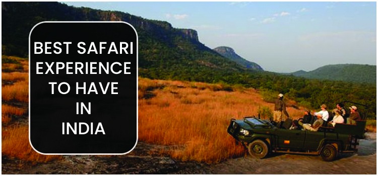 BEST SAFARI EXPERIENCE TO HAVE IN INDIA